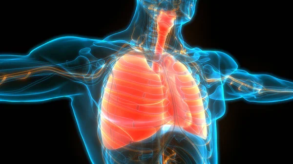 Όργανα Ανθρώπινου Σώματος Πνεύμονες — Φωτογραφία Αρχείου