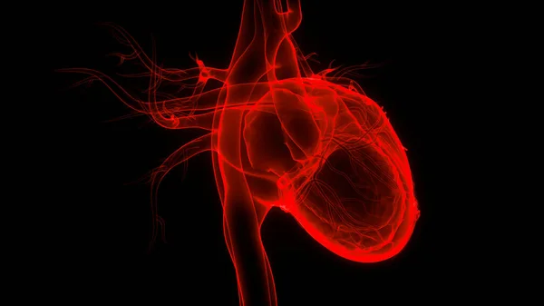 Système Circulatoire Humain Anatomie Cardiaque — Photo