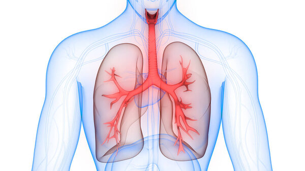 Анатомия легких дыхательной системы человека. 3D