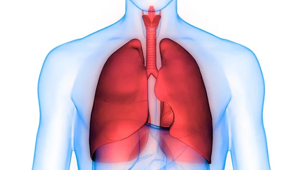 Órganos Del Cuerpo Humano Pulmones —  Fotos de Stock