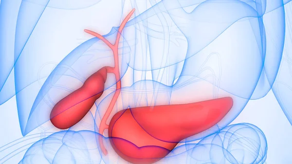 Nsan Organ Pankreası Anatomisi Boyut — Stok fotoğraf