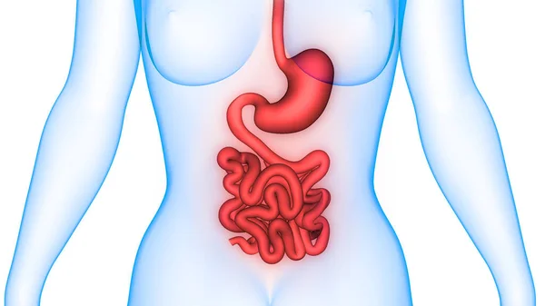 Human Digestive System Perut Anatomi Dalam Bahasa Inggris — Stok Foto