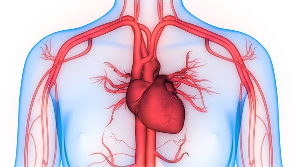 해부학 Human Circulatory System Heart Anatomy — 스톡 사진