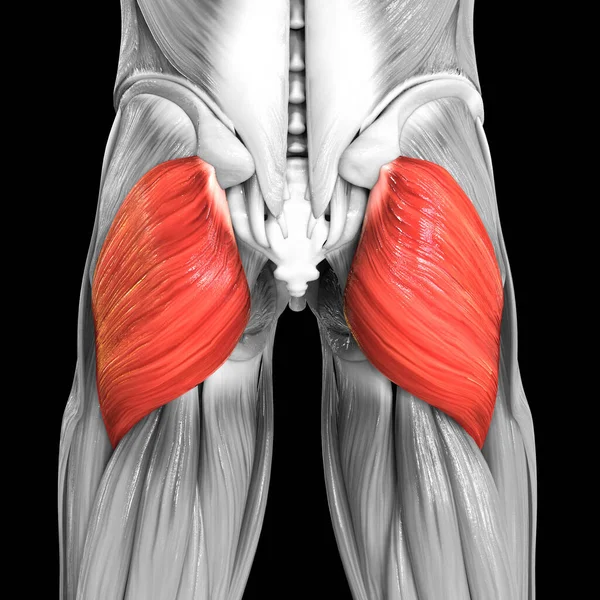 Людська Язова Система Ламає Язи Gluteus Maximus Muscle Anatomy — стокове фото