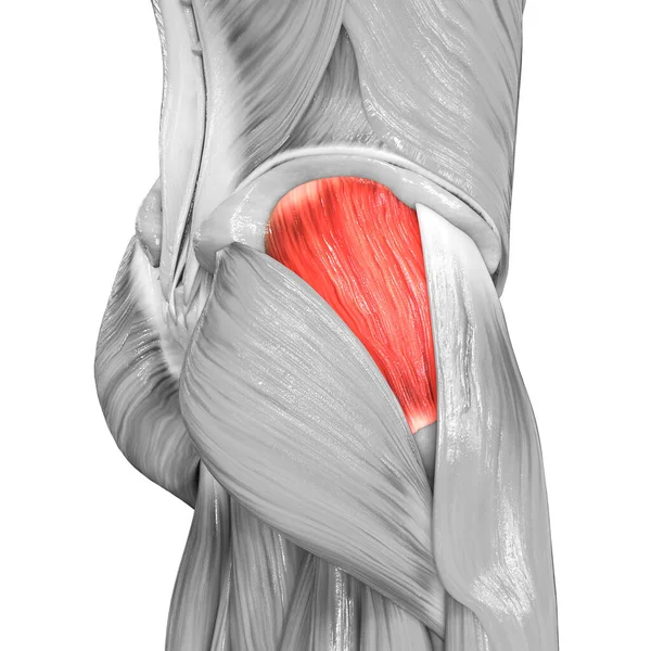 Sistema Muscular Humano Músculos Pierna Gluteus Medius Muscle Anatomy —  Fotos de Stock