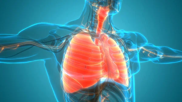 Ludzkie Narządy Płuca — Zdjęcie stockowe