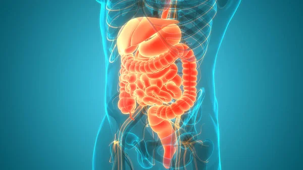 İnce bağırsak anatomisi olan insan sindirim sistemi midesi. Üç Boyut