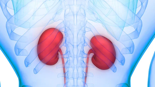 Anatomía Renal Del Sistema Urinario Humano —  Fotos de Stock