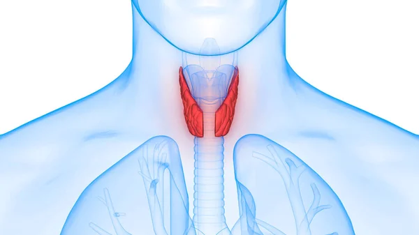 Kelenjar Tubuh Manusia Lobi Dari Gland Anatomi Thyroid — Stok Foto