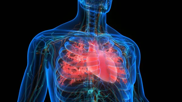 Sistemul Circulator Uman Anatomia Inimii — Fotografie, imagine de stoc