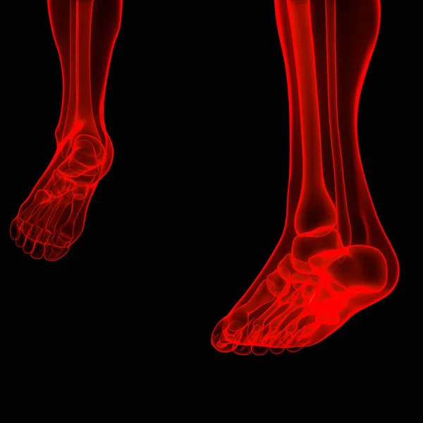 Lidský Kosterní Systém Nohy Kosti Klouby Anatomie — Stock fotografie