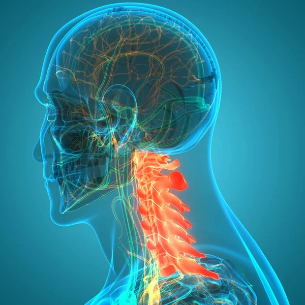 Órgano Central Del Sistema Nervioso Humano Anatomía Cerebral —  Fotos de Stock