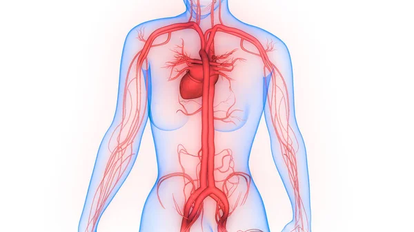 Nsan Dolaşım Sistemi Kalp Anatomisi Boyut — Stok fotoğraf