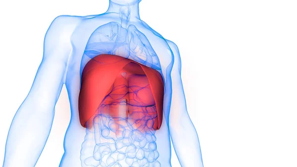 Anatomía Del Diafragma Del Sistema Respiratorio Humano —  Fotos de Stock