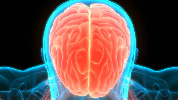 Central Organ of Human Nervous System brain Anatomy. 3D