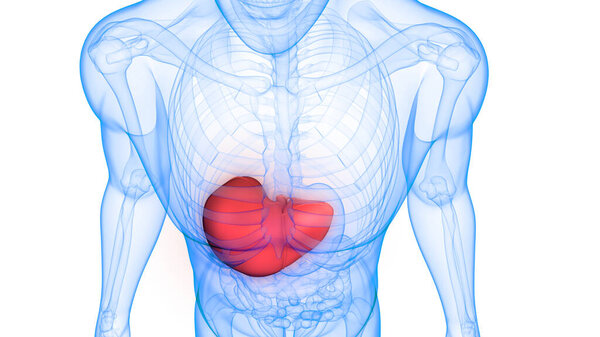 Анатомия внутренних органов пищеварения человека. 3D