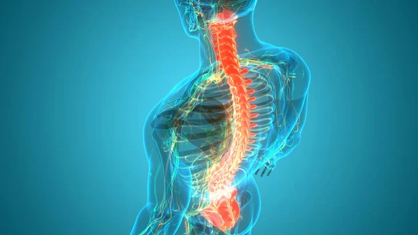 Vertebral Column Human Skeleton System Anatomy — 스톡 사진