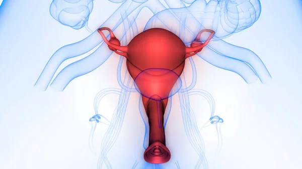 Sistema Reproductivo Femenino Con Sistema Nervioso Anatomía Vesical Urinaria — Foto de Stock