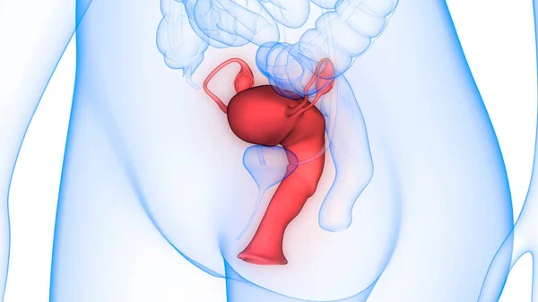 Female Reproductive System with Nervous System and Urinary Bladder Anatomy. 3D