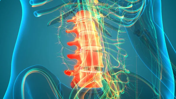 Vertebral Kolonn Ländryggen Vertebrae Mänsklig Skelett System Anatomi — Stockfoto