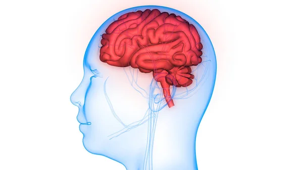 Órgano Central Del Sistema Nervioso Humano Anatomía Cerebral —  Fotos de Stock