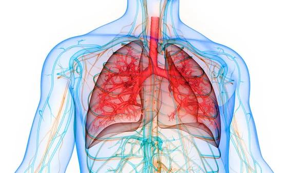 Órganos Del Cuerpo Humano Pulmones —  Fotos de Stock