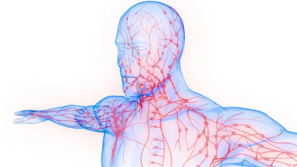 Ludzki System Wewnętrzny Węzły Chłonne Anatomia — Zdjęcie stockowe