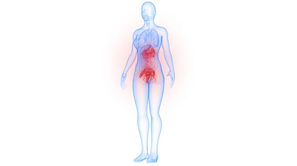 Sistema Reprodutor Feminino Com Sistema Nervoso Anatomia Bexiga Urinária — Fotografia de Stock