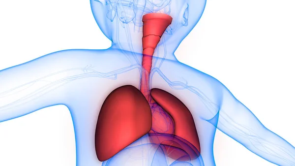 Órgãos Corpo Humano Pulmões — Fotografia de Stock