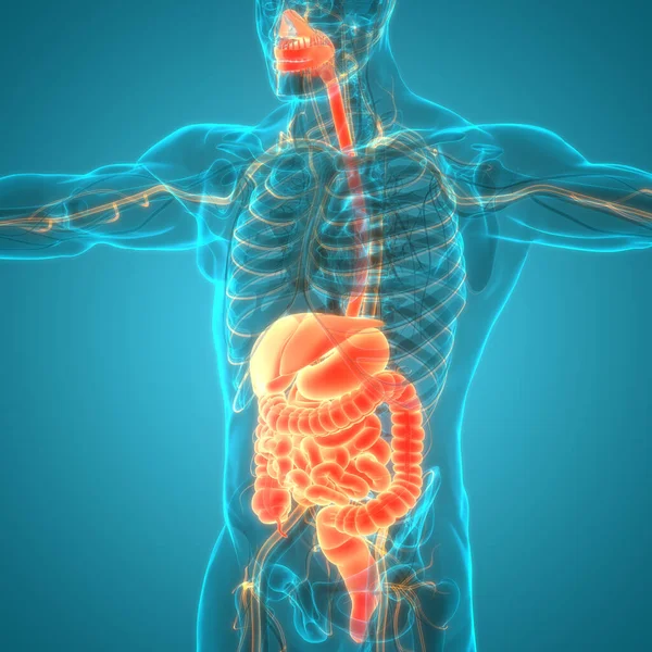 Apparato Digerente Umano Stomaco Con Piccolo Intestino Anatomia — Foto Stock