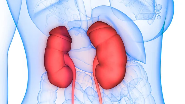 Riñones Del Sistema Urinario Humano Con Anatomía Vesical —  Fotos de Stock