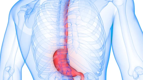 Sistema Digestivo Humano Anatomia Estômago — Fotografia de Stock