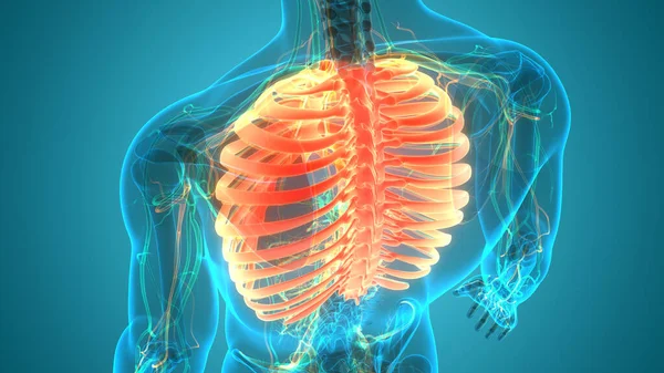 Illustration Mänsklig Skelett System Rib Cage Anatomi — Stockfoto