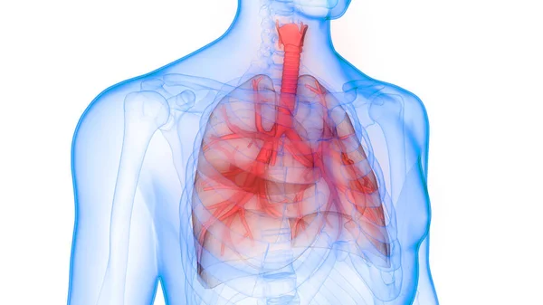 Sistema Respiratorio Humano Almuerzo Anatomía —  Fotos de Stock