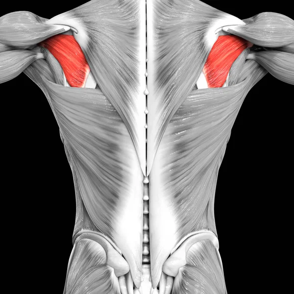 Людська Язова Система Torso Muscles Infraspinatus Muscle Anatomy — стокове фото