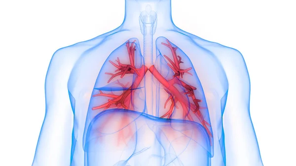 Anatomia Polmonare Del Sistema Respiratorio Umano — Foto Stock