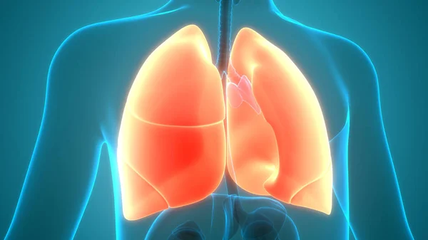 Órganos Del Cuerpo Humano Pulmones —  Fotos de Stock