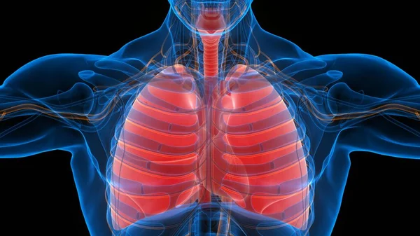 Órganos Del Cuerpo Humano Pulmones — Foto de Stock