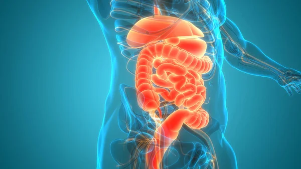 Human Digestive System Stomach Small Intestine Anatomy — Stock Photo, Image