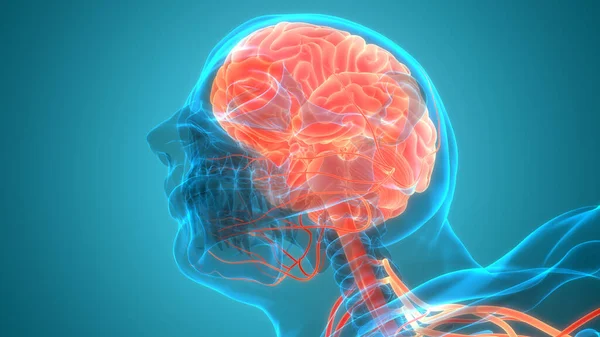 Órgano Central Del Sistema Nervioso Humano Anatomía Cerebral —  Fotos de Stock