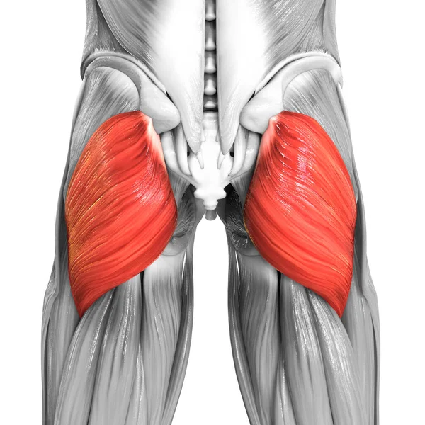 Emberi Izom Rendszer Lábak Izmok Gluteus Maximus Izom Anatómia — Stock Fotó