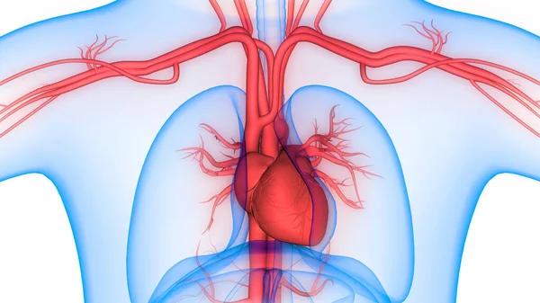 Anatomia Cardiaca Del Sistema Circolatorio Umano — Foto Stock