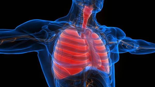 Anatomia Polmonare Del Sistema Respiratorio Umano — Foto Stock