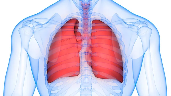 Ludzki Układ Oddechowy Anatomia Płuc — Zdjęcie stockowe