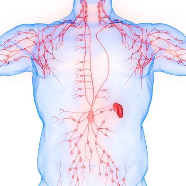 Human Internal system Lymph Nodes Anatomy. 3D