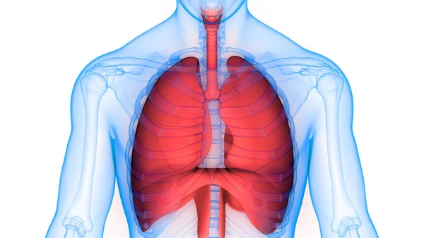 Human Respiratory System Lungs Anatomy — стокове фото