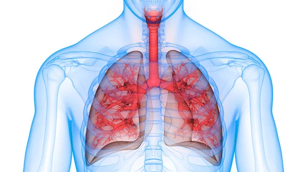 Human Respiratory System Lungs Anatomy — стокове фото