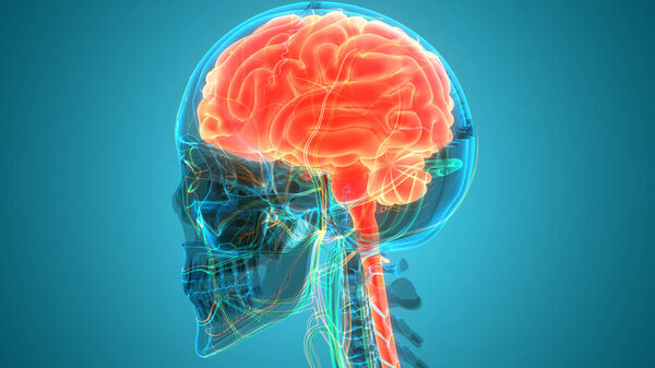 Central Organ of Human Nervous System brain Anatomy. 3D