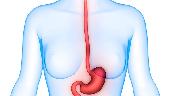 Human Digestive System Stomach Anatomy — Stock Photo, Image
