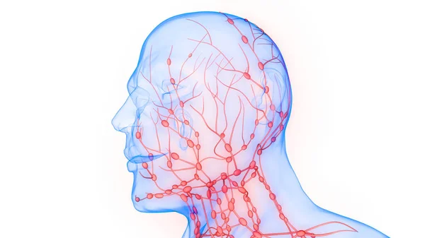 Sistema Interno Humano Anatomia Dos Nódulos Linfáticos — Fotografia de Stock